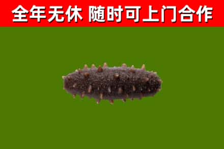 友谊县回收海参干